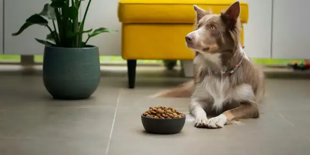 Jaka sucha karma dla psa? Wybierz idealną dla Twojego pupila!