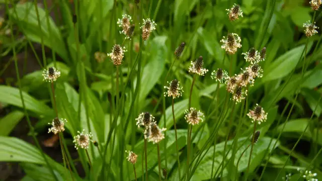 Kiedy zbierać babkę lancetowatą? Wczesnym latem, gdy kwitnie, jej kwiatostany są gotowe do zbioru.