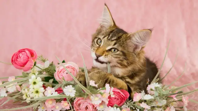 Czy róże są trujące dla kota - poznaj prawdę o bezpieczeństwie pupila