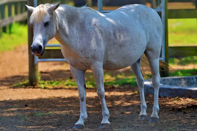 Odrobaczanie konia: przed czy po posiłku? Skuteczność czy bezpieczeństwo?