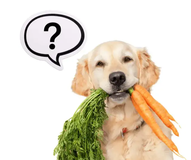 Czy pies może jeść surową marchewkę? Bezpieczne przekąski dla psów