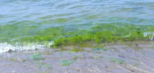 Jak wyglądają sinice w Bałtyku i jak ich unikać dla zdrowia