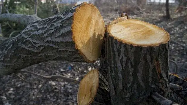 Jakie drzewa mogę wyciąć na swojej posesji bez zezwolenia?