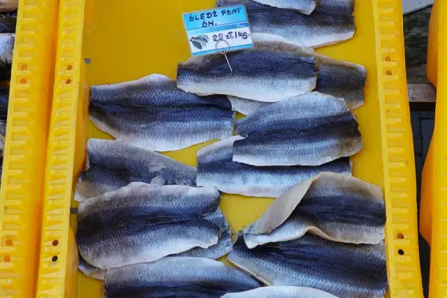 Kiedy łowić śledzie w Bałtyku? Odkryj najlepsze czasy i miejsca