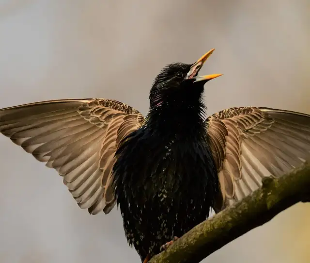 Czy szpaki zimują w Polsce? Zaskakująca prawda o tych ptakach - Poradnik