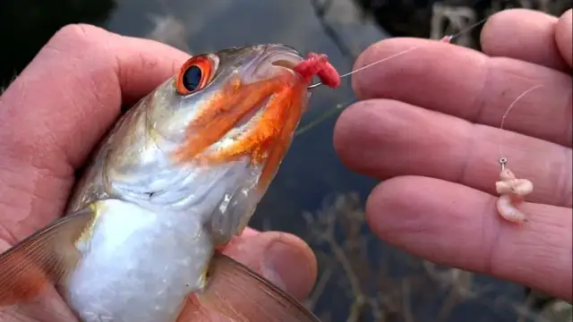 Co łowić w marcu na spinning? Najlepsze ryby i przynęty na wiosnę