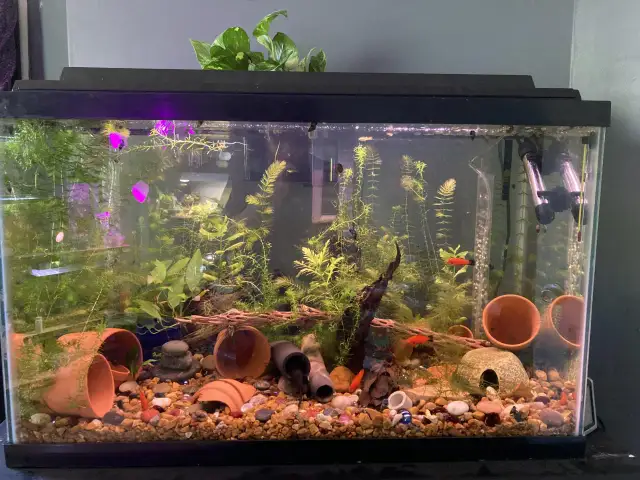 Akwarium z rybkami, roślinami i ozdobami z gliny.