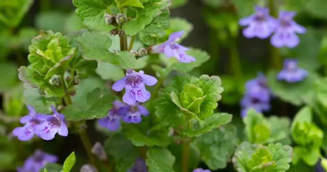 Bluszczyk kurdybanek: Chwast czy cudotwórca? Zastosowanie i zwalczanie