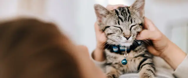 Płeć kociaka: Jak ją bezpiecznie określić? Metoda na średnik i dwukropek