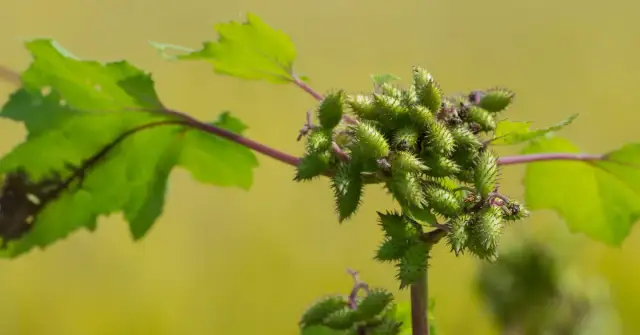 Szarozielony chwast: Jak rozpoznać i skutecznie zwalczyć?