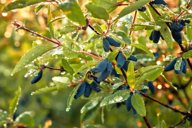 Przycinanie jagody kamczackiej: Kiedy i jak dla obfitych zbiorów?