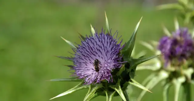 Pszczoła na ostropeście. Czy ostropest przed czy po posiłku? To pytanie dla pszczół, które chętnie odwiedzają te fioletowe kwiaty.