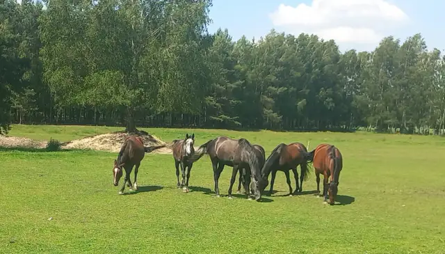Cennik stadniny koni Kaszczorek – poznaj ceny jazdy i wynajmu koni