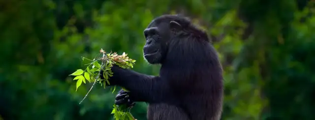 Najlepsze atrakcje w Ugandzie, które musisz zobaczyć podczas podróży