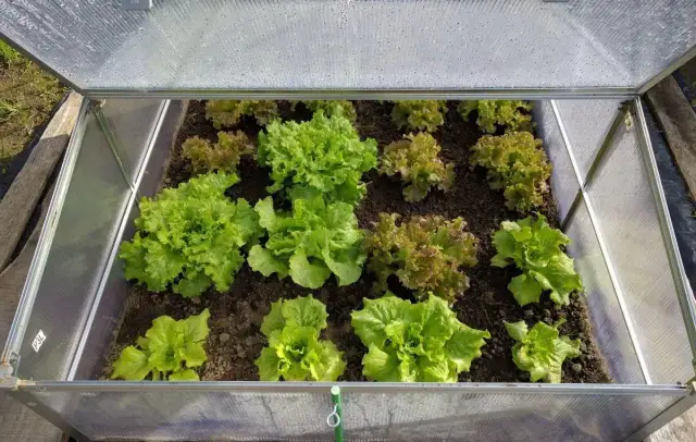 Jak zrobić inspekt ze starych okien - krok po kroku do udanego ogrodu