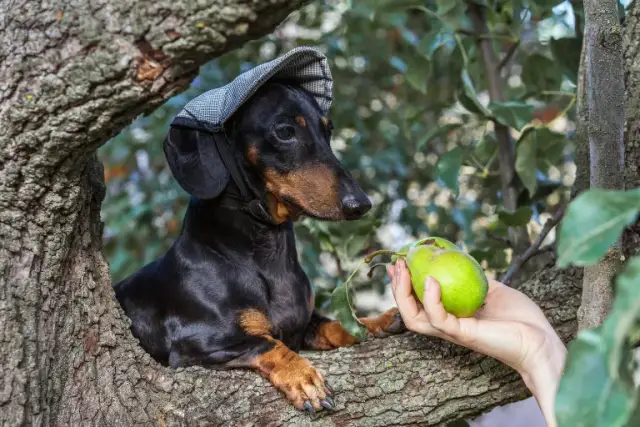 Gruszka dla psa: bezpieczna? Jak podać, by była zdrowa!