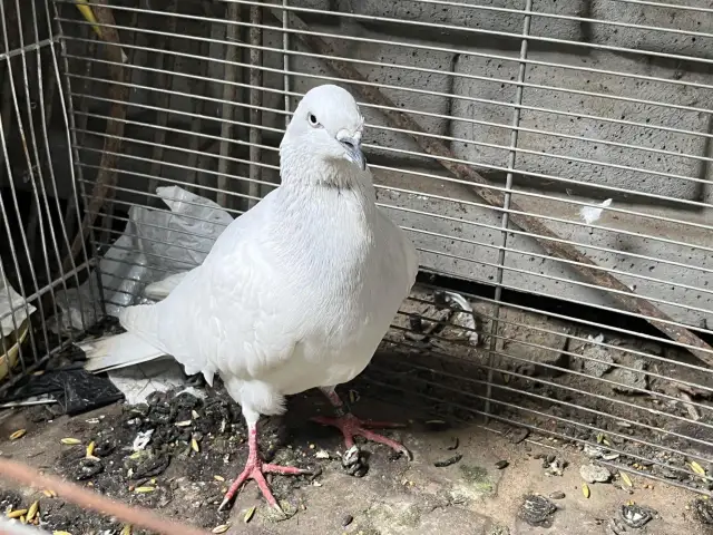 Jak sprawdzić numer obrączki gołębia i odnaleźć jego właściciela