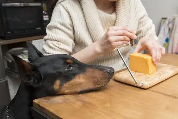 ¿Es malo el queso para los perros? Riesgos y alternativas saludables