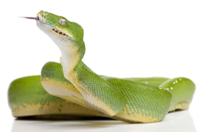 Czy węże słyszą? Obalamy mit i odkrywamy ich sekretny zmysł