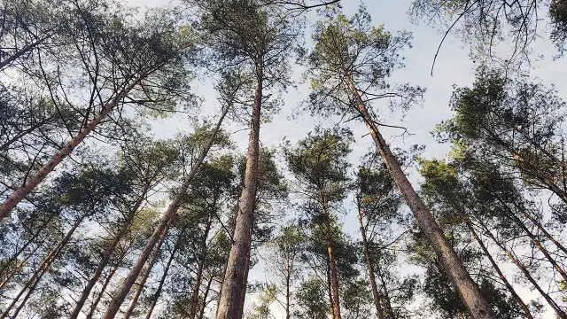 Jak umotywować wniosek o wycięcie drzewa, aby uniknąć odmowy?