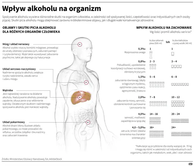 Jak alkohol szkodzi nerkom? Mechanizmy, objawy, mity o piwie