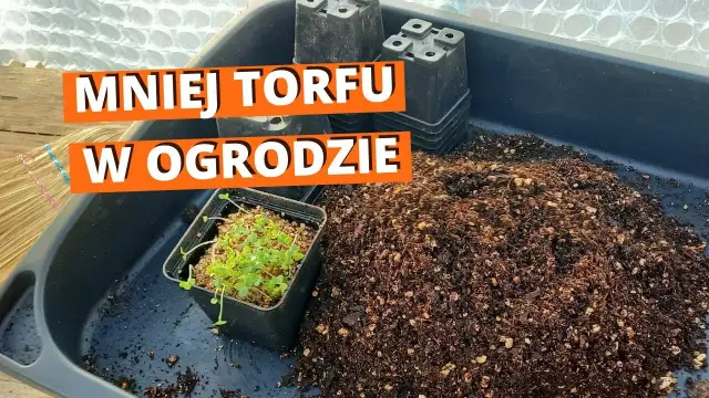 Co można uprawiać na ziemiach torfowych? Odkryj najlepsze rośliny