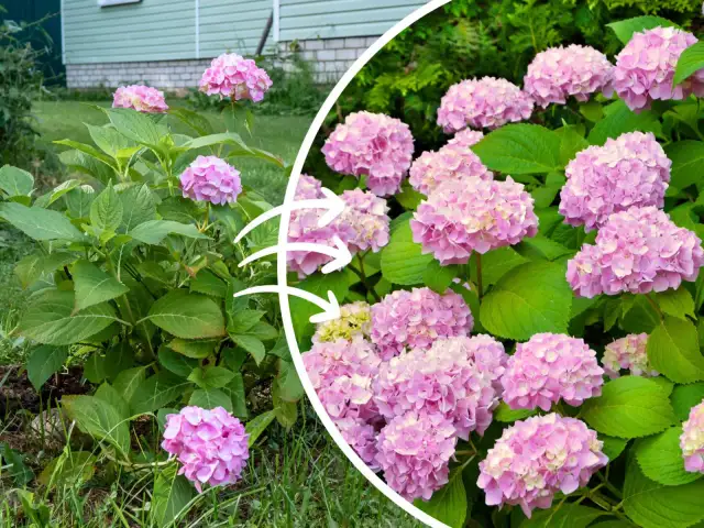 Jak długo kwitnie hortensja? Poznaj sekrety długiego kwitnienia