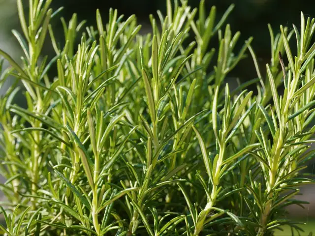Dlaczego rozmaryn w doniczce usycha i jak temu zapobiec