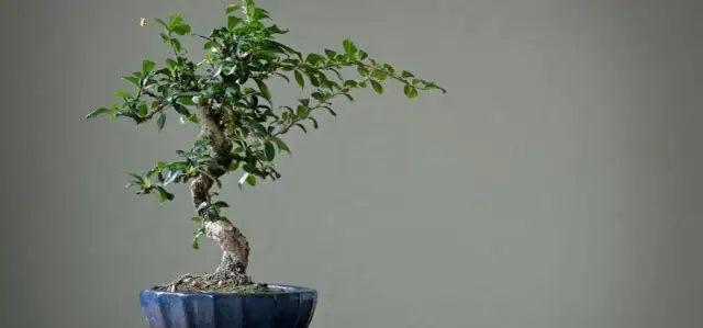 Bonsai nie żyje? Sprawdź oznaki życia i śmierci drzewka