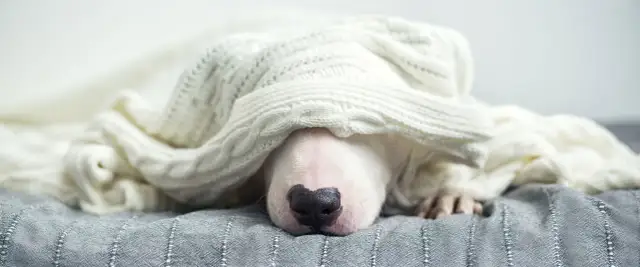 Biały piesek schowany pod ciepłym kocem, wygląda jakby miał przeziębienie u psa.