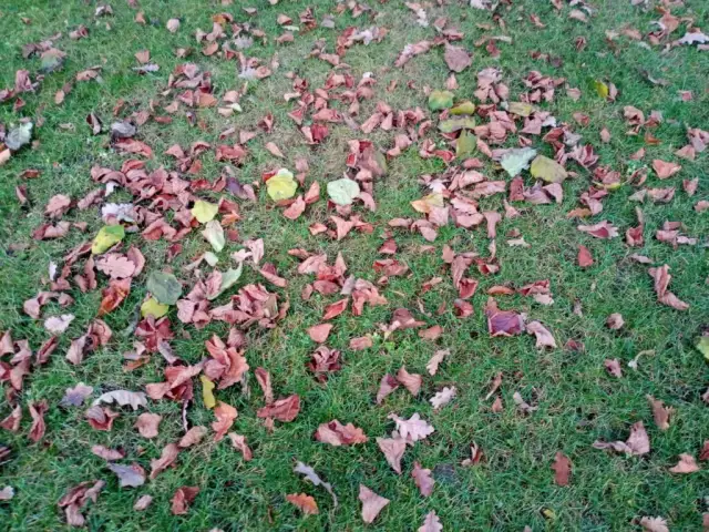 Co zrobić z liśćmi na działce? Skuteczne metody ich zagospodarowania