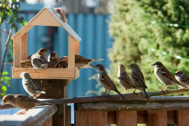 Jak zrobić karmnik dla ptaków instrukcja - proste sposoby na własny karmnik