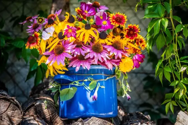 Długo kwitnące kwiaty: Ogród pełen barw od wiosny do jesieni