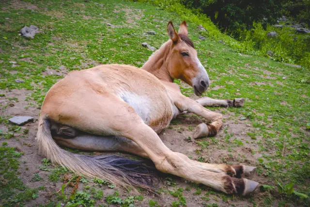 Brązowy koń leży na zielonej trawie, odpoczywając.