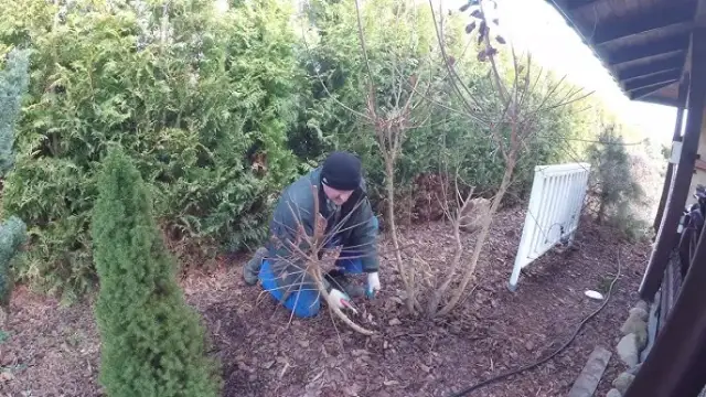 Jak przycinać perukowca, aby uniknąć błędów i cieszyć się zdrowiem rośliny