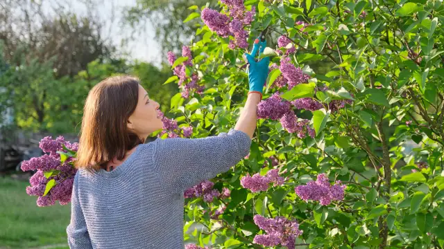 Nawożenie lilaków: Sekrety obfitego kwitnienia i zdrowych krzewów