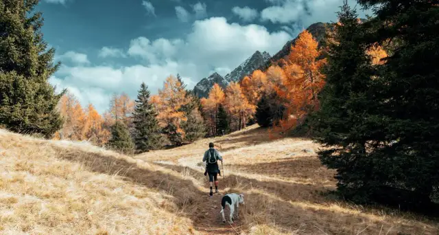 Wędrowiec z psem na jesiennym szlaku. Kolorowe drzewa i góry w tle. Babia Góra szlaki w pełnej krasie.