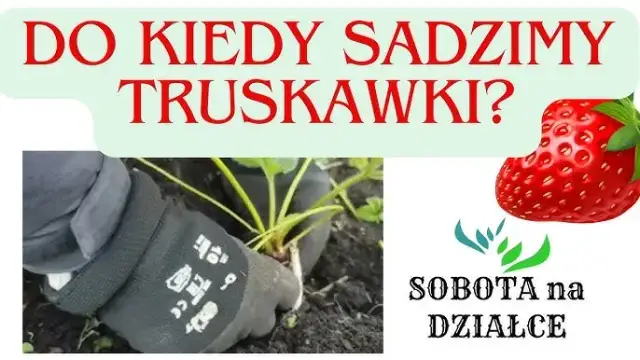 Kiedy sadzić truskawki z rozłogów? Klucz do obfitych zbiorów!