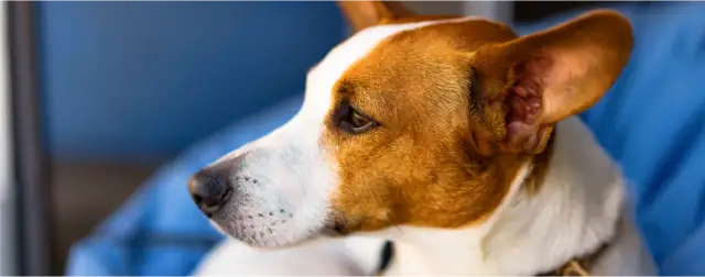 Jak często odrobaczać psa, aby uniknąć problemów zdrowotnych?