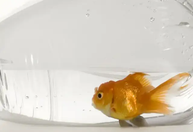 Ile rybek w akwarium? Sprawdź, ile możesz bezpiecznie trzymać