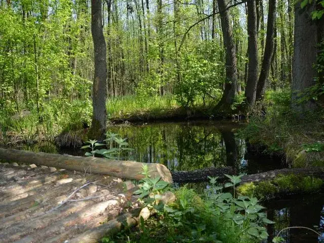 Gdzie na grzyby z noclegiem - najlepsze miejsca na udany wypoczynek