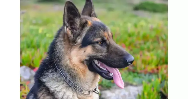 Jak pożegnać owczarka niemieckiego? Objawy, eutanazja, opieka