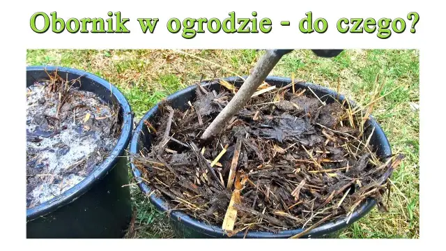 Nawóz owczy do czego? Zastosowanie i korzyści dla Twojego ogrodu