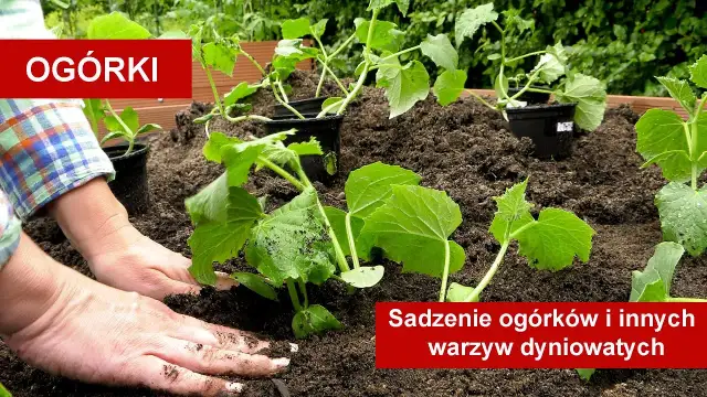 Sadzenie ogórków do gruntu: Sekret obfitych plonów krok po kroku