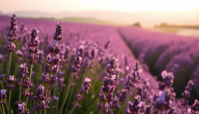 Jak długo kwitnie lawenda? Wydłuż kwitnienie do jesieni!