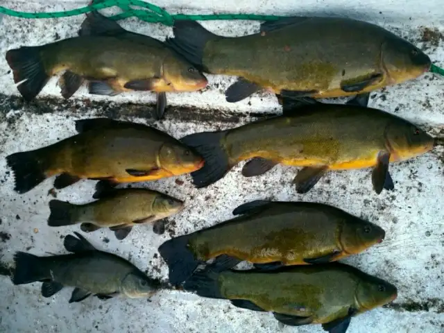 Kiedy bierze lin? Odkryj najlepsze czasy i warunki połowu