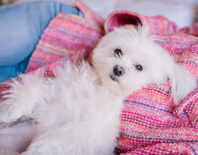 Maltańczyk sierść czy włosy – kluczowe różnice i pielęgnacja