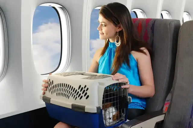Transporter dla psa do samolotu - jak uniknąć problemów podczas podróży