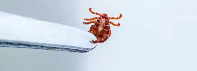 Badanie kleszcza: koszt, procedura i wyniki - sprawdź!