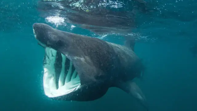 Wielki rekin olbrzymi z otwartą paszczą, pływający pod powierzchnią wody. Czy rekiny w Bałtyku są groźne? Ten łagodny olbrzym filtruje plankton.